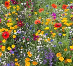 Bee Friendly vet�mag � m�hbar�t m�zel� n�v�nykever�k